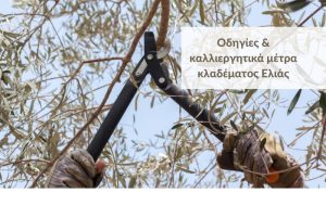 Οδηγίες και καλλιεργητικά μέτρα κλαδέματος Ελιάς