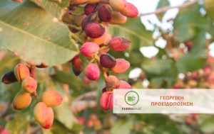 Φιστικιά: Αυξημένη παρουσία της Ψύλλας κατά τόπους