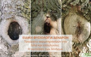 Ειδική φυσιολογία δένδρων: Τραύματα ακρωτηριασμών στο ξύλο και επουλώσεις – Η αυτοΐαση των δένδρων