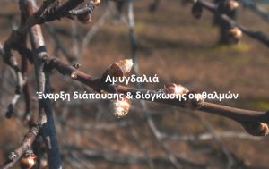 Έναρξη διόγκωσης οφθαλμών Αμυγδαλιάς – Όλα όσα πρέπει να γνωρίζετε για τη φυτοπροστασία