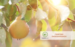 Εχθροί και ασθένειες στα βλαστικά στάδια γιγαρτοκάρπων