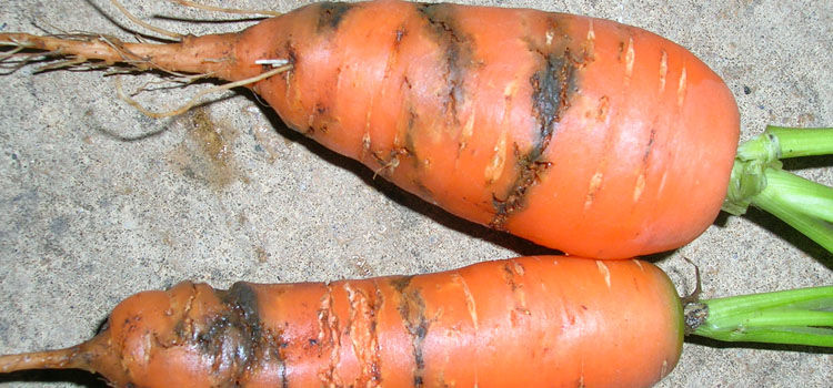 carotpsila