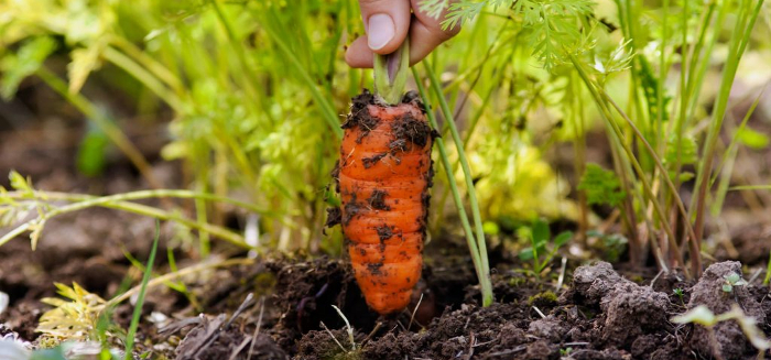 carrot1