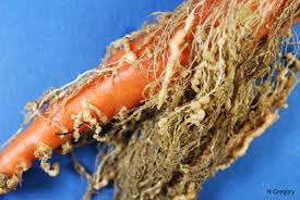 carrotnematode