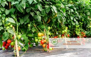 Συνεχίζονται οι προσβολές εντομολογικών εχθρών και ασθενειών στις Τομάτες Θερμοκηπίου