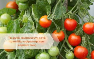 Τα φυτά “αναπνέουν” κατά το στάδιο ωρίμανσης των καρπών τους