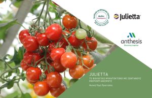 Julietta… η μαγιά της επιτυχίας! Το μοναδικό μυκητοκτόνο με ζωντανό ζυμομύκητα