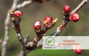 Αμυγδαλιά: Στρατηγικές φυτοπροστασίας στο στάδιο διόγκωσης οφθαλμών