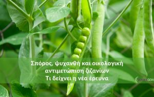 Σπόρος, ψυχανθή και οικολογική αντιμετώπιση ζιζανίων – Τι δείχνει η νέα έρευνα