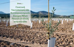 Γενετική Ταυτοποίηση και Φυτοϋγειονομικός Έλεγχος Νέων Ποικιλιών Ελιάς στην Ελλάδα