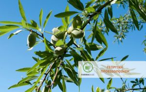 Φυτοπροστασία της Αμυγδαλιάς