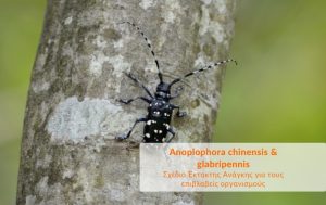 Σχέδιο Έκτακτης Ανάγκης για τους επιβλαβείς οργανισμούς Anoplophora chinensis και glabripennis