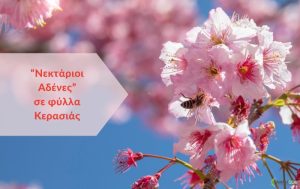 “Νεκτάριοι αδένες” σε φύλλα της κερασιάς