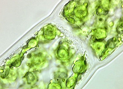 cell wall