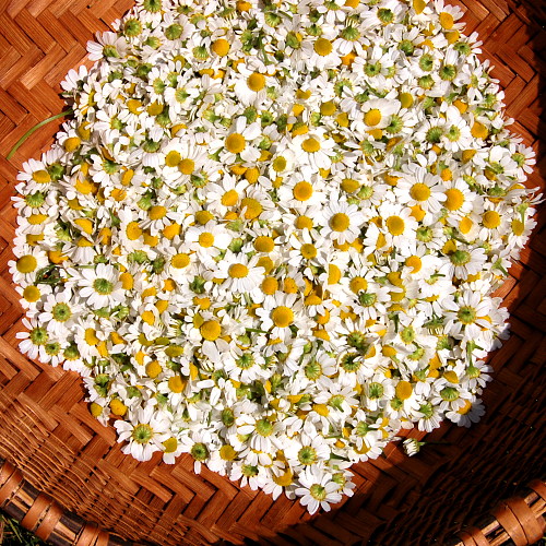 chamomile1