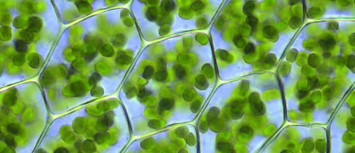 chloroplast