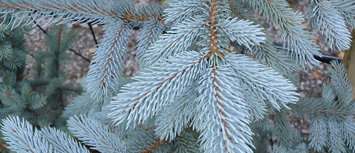 christmas2