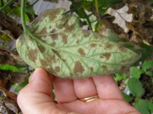 cladosporium