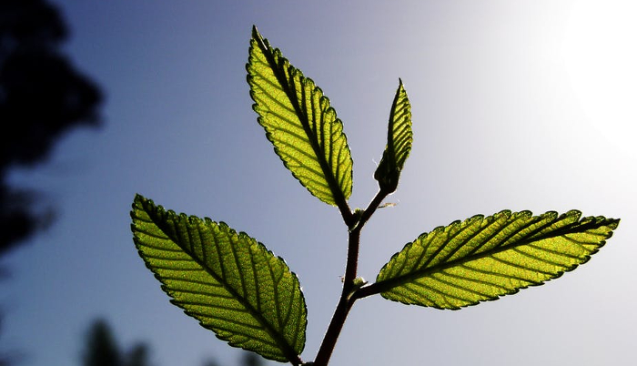 co2 1