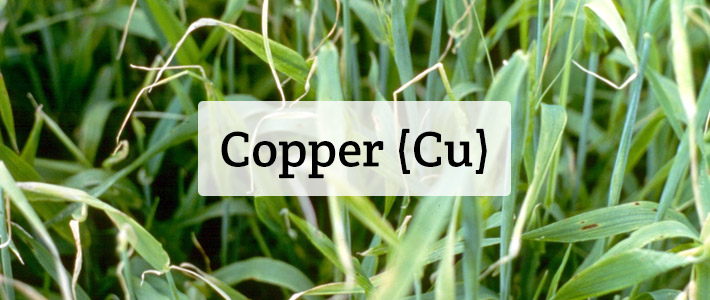 copper