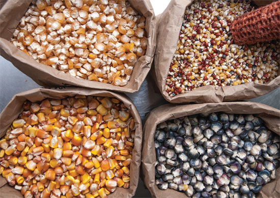 corn kernels jpg