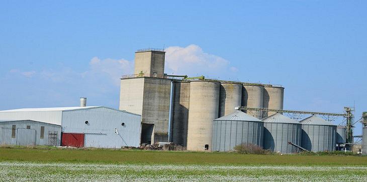 corn3