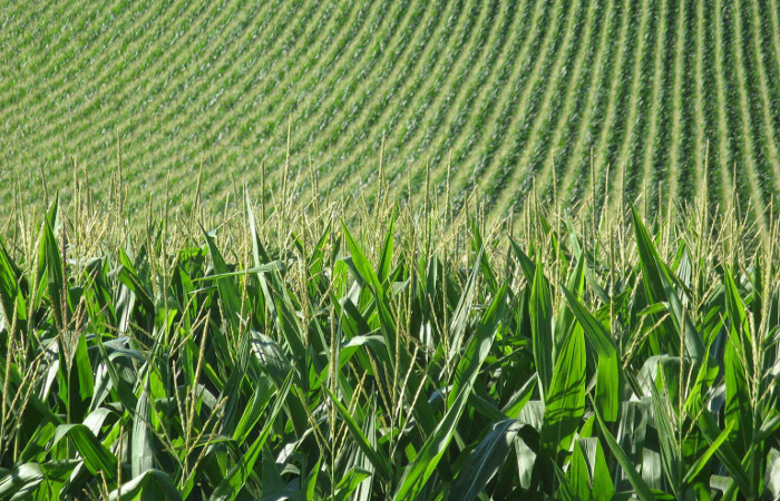 corn3