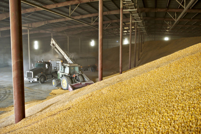 corn5