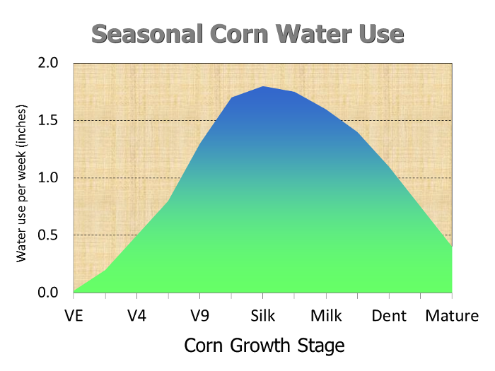 corn5