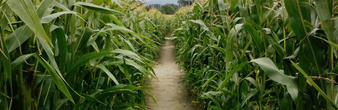 corn8