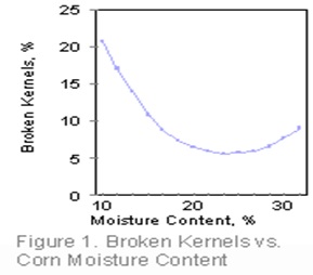 corn 8