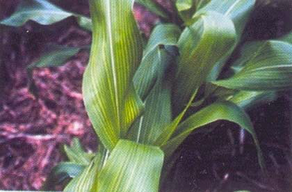 corn deficiency Mn