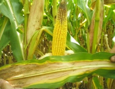 corn image1 deficiencyN