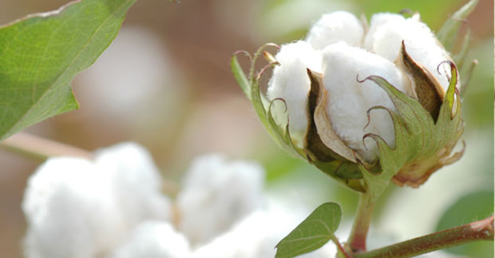 cotton fibres