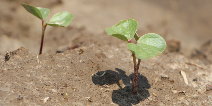 cotton plants