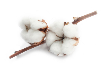 cotton white dry flower