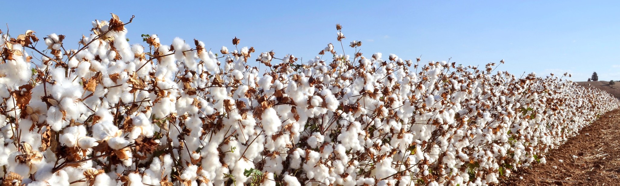 cotton2 2048x614