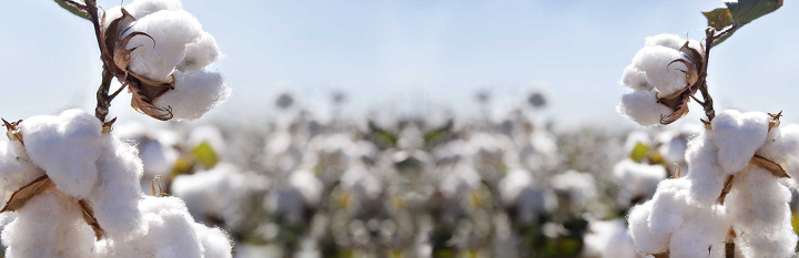 cotton6