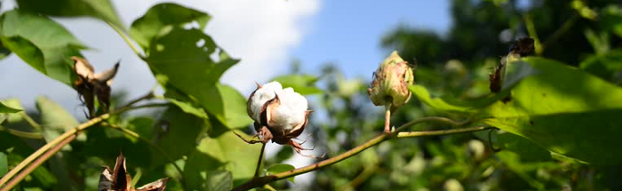 cotton 