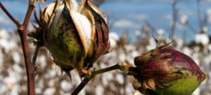 Στα 140 κιλά ανά στρέμμα η ελάχιστη ηρτημένη παραγωγή για τη συνδεδεμένη βαμβακιού