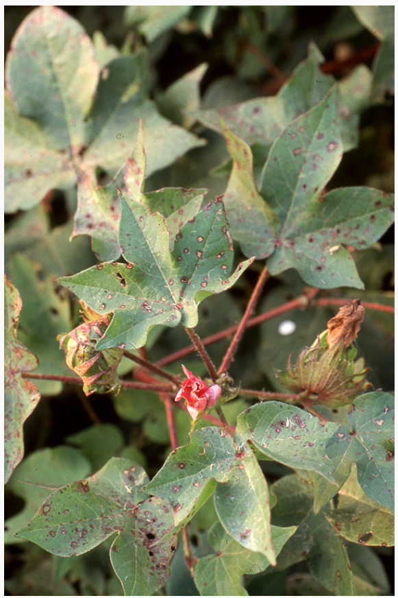 cotton malvacearum