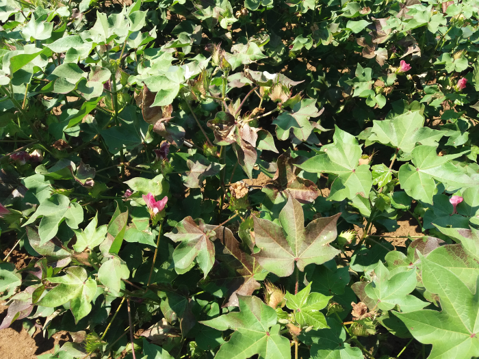 cotton red leaves 3