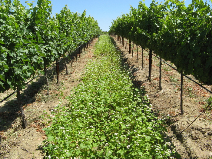 covered soil