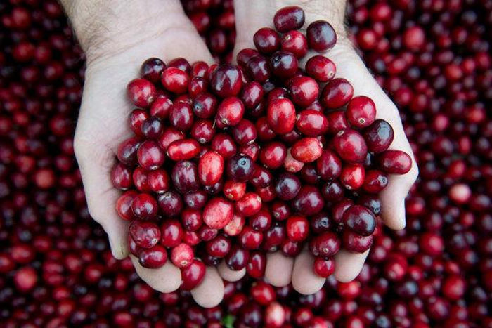 cranberry2