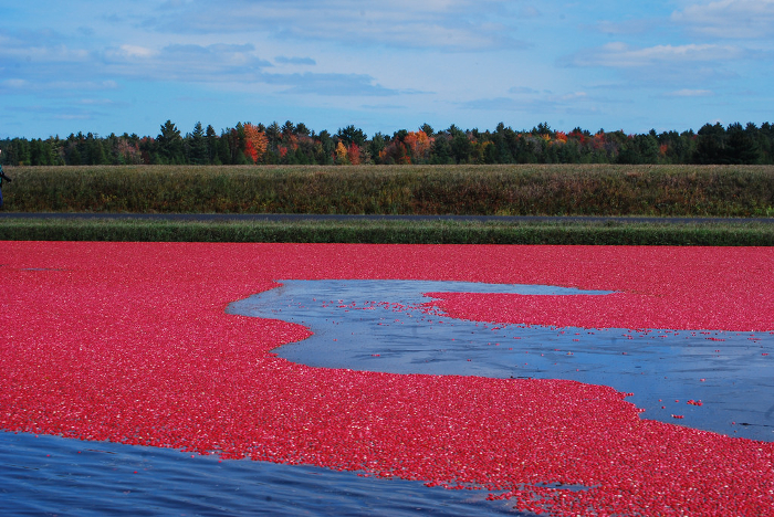cranberry field