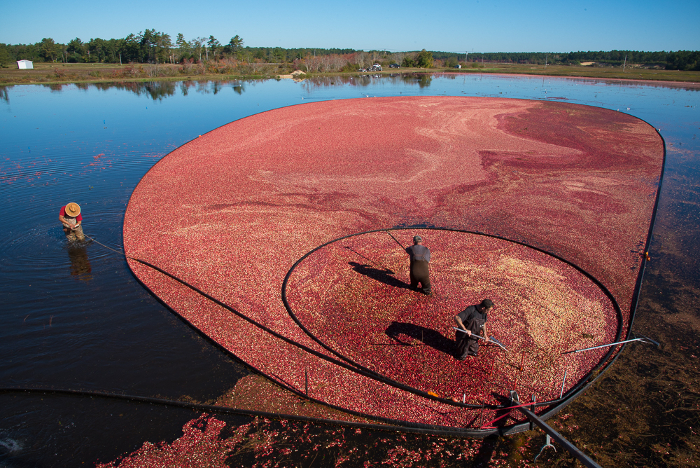 cranberry wet harnest 3