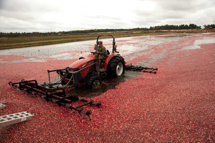 crenberry wet harvest