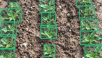 crop emergence analysis 1540x866 360x203