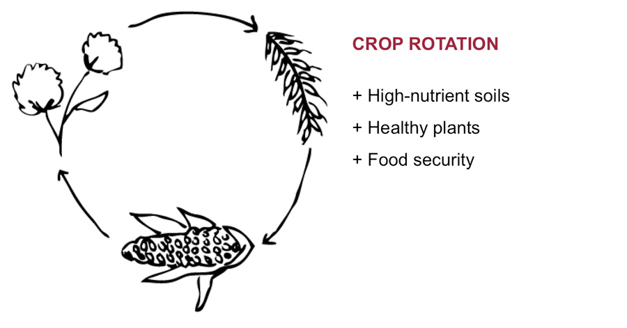 croprotation9