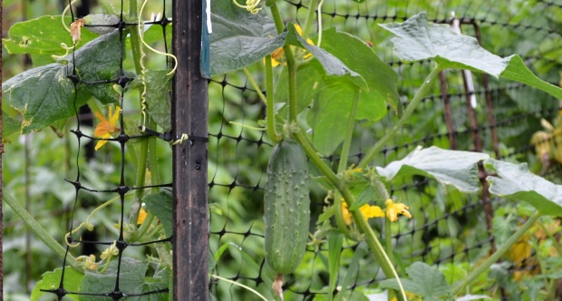cucumber3